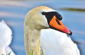 Swan Gooseneck Water Bird