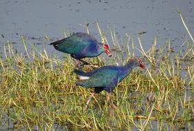 Purple Swamphen Moorhen