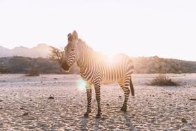 Zebra Backlighting Mammal