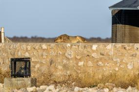 Lion Males Young