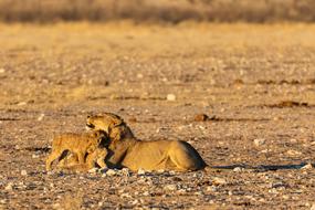 lion family on safari