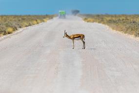 Springbok Antelope Water Hole