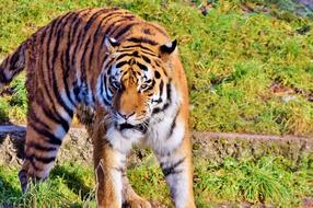 Tiger Big Cat Predator