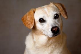 Dog Pet Cute