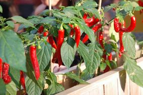Hot peppers blooming on the bush