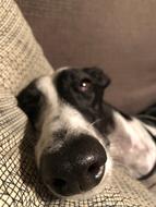 Greyhound Rest Sleep