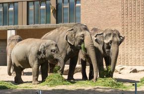 Elephant Mammal Animal