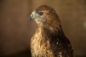 Red Tail Hawk Bird Of Prey