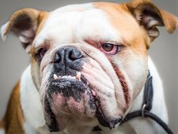 Dog Mammal Portrait