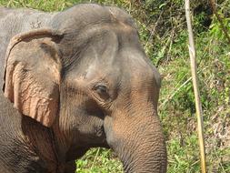 Elephant Head Thailand