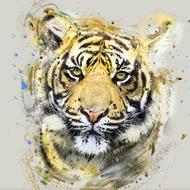 Tiger Sumatran Animal