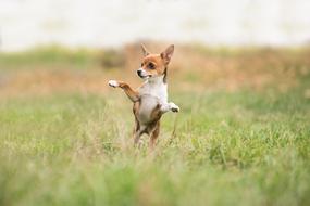 Dog Hybrid Animal