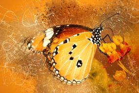 butterfly insect small flower