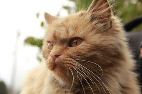Animals Cat Cute