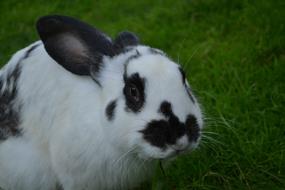 Rabbit Farm Animal