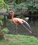 Bird Flamingo Pink