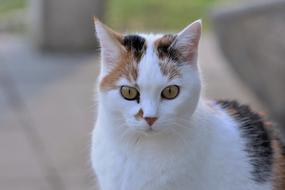 Cat White Animal