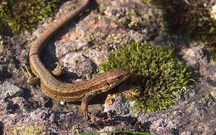 wild lizard on a rock