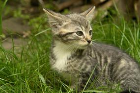 Animal Cute Nature