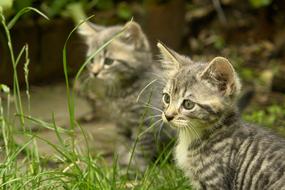 grey kittens