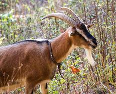 Goat Mammal Animal