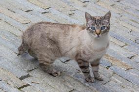 Animalia Mammalia Cat