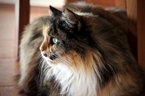 Cat Persian Cute