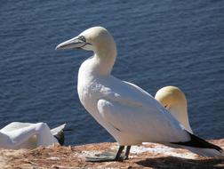 white big bird by the sea