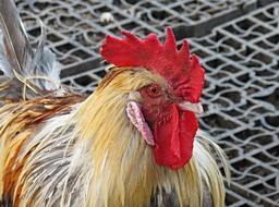 Hahn Chicken Cock
