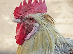 Hahn Chicken Cock macro