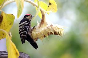 woodpecker eats