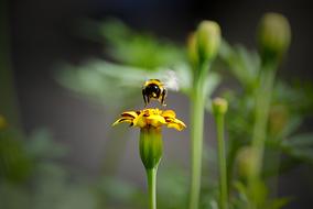 big fluffy beetle on a flower
