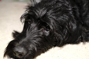 Dog Animal Pet