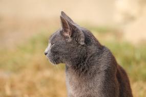 Cat Profile Grey