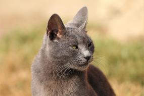 Cat Grey Animal