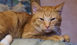 Animals Cat Charming
