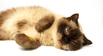 British Shorthair Cat Pet