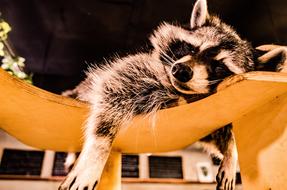 resting raccoon