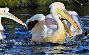 Pelikan Water Bird Pink Pelican