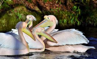 Pelikan Water Bird Pink Pelican