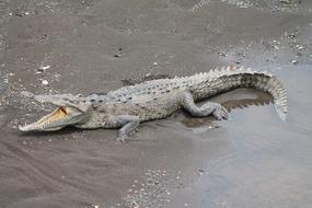Reptile Fauna Animal