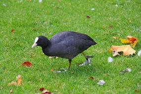 Coot Bird Black White
