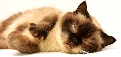 Cat Pet Mieze Short