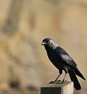 Bird Animal World Songbird