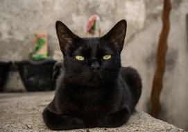 Cat Pet Animal