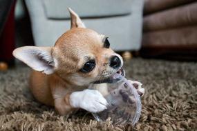 Animal Cute Chihuahua