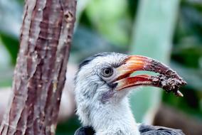 Bird Animal World Nature Nest