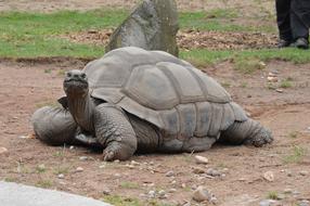 Animal Wildlife Nature