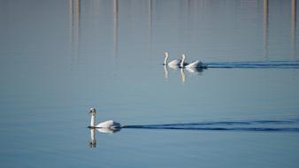 Bird Body Of Water Nature