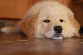 Cute Puppy Animal
